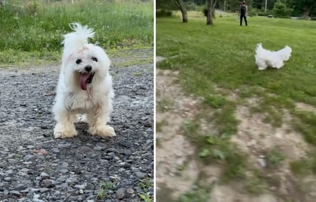 Captures de la vidéo du chien qui court comme un chiot