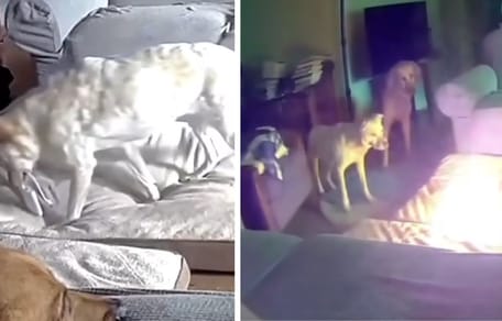 Stills from the video of the dog starting the fire