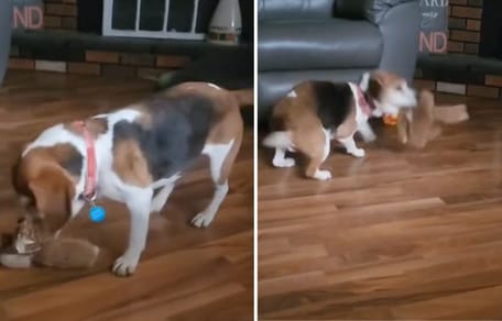 Rescued Labrador dog gets his first ever toy: his reaction says it all (video)