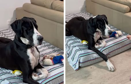 Immagini del video del cane che rifiutava di mangiare