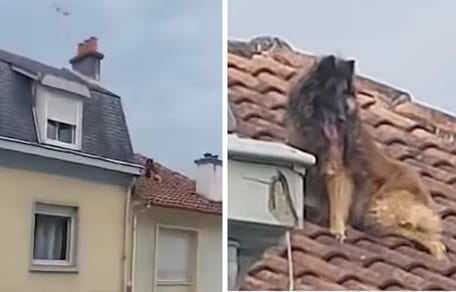 Captures de la vidéo du chien sur le toit
