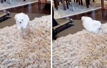 Captures de la vidéo du chiot