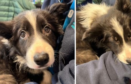 Capturas del vídeo de la cachorra