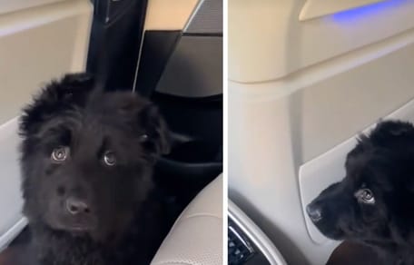 Captures de la vidéo du chiot dans le Uber