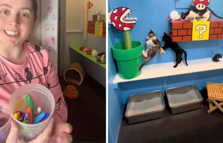 Screenshots from the TikTok video of the kittens