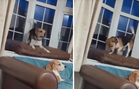 beagle de laboratorio conoce una nueva vida