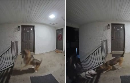 Screenshots aus dem TikTok-Video des Hundes