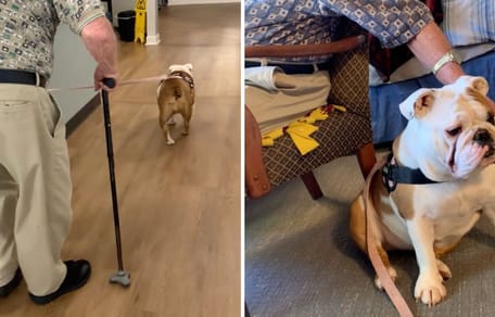 Stills from the TikTok video of the Bulldog and the elderly man