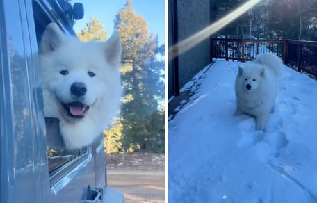 Fotogrammi del video TikTok del cane che scopre la montagna