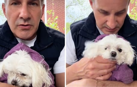 Vet holding dog