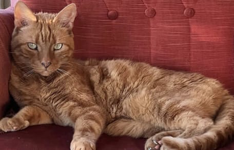 Carlo Boszhard neemt afscheid van kat