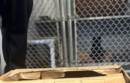 The cardboard box the puppy was found in