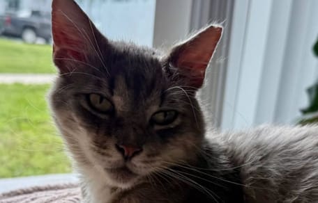 Cashmere le chat
