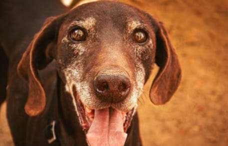 castaño-perro-abuelo-en-adopcion