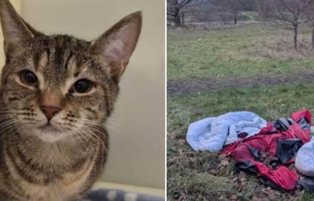 Cat abandoned by broken tent in field