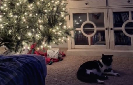 Katze und Weihnachtsbaum