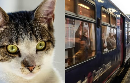 Cat and train