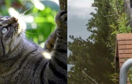Cat climbing / wooden stairs by canal
