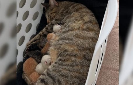 Woman finds cat and 6 kittens on doorstep and makes a life-changing decision