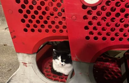 Katze in einem Einkaufswagen