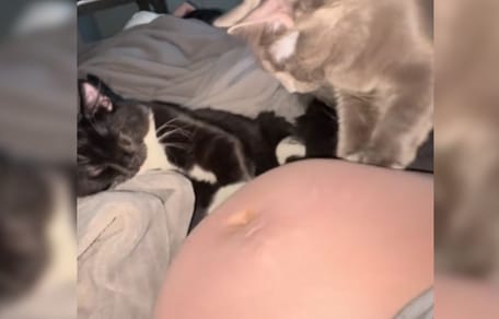 Cat kneading pregnant bump