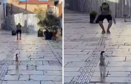 Katze rennt auf ihren Halter zu