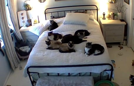 Cats spread out on double bed