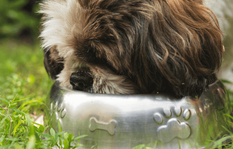 Cavalier King Charles Spaniel eating from bowl on grass