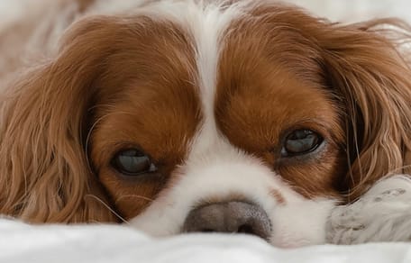Cavalier King Charles Spaniel Kaufen Aus Tierheim wamiz.de