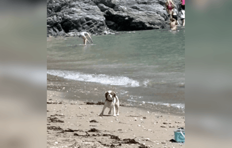 Cavelier King Charles Spaniel lost on beach in Devon
