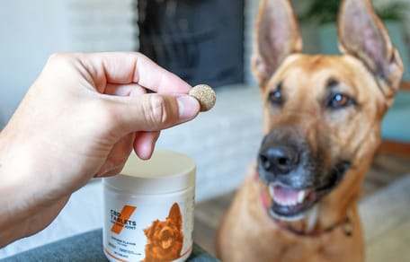 CBD voor honden, een must-have of onzin?