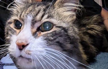 Ce chat âgé a fait le tour du monde