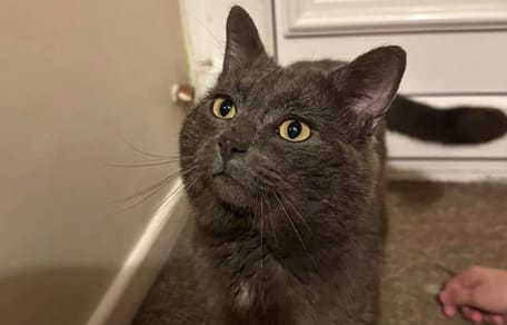 Questo gatto era scomparso da due anni