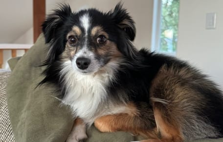 Ce chien est perdu depuis plusieurs semaines