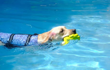 chaleco-refrescante-perro