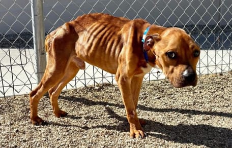 cane marrone magrissimo