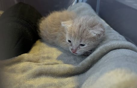 Charlie le chaton