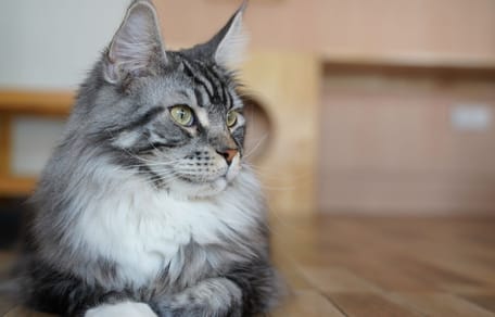 chat