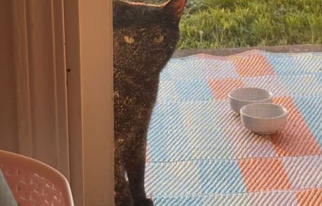 chat