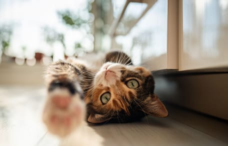 chat