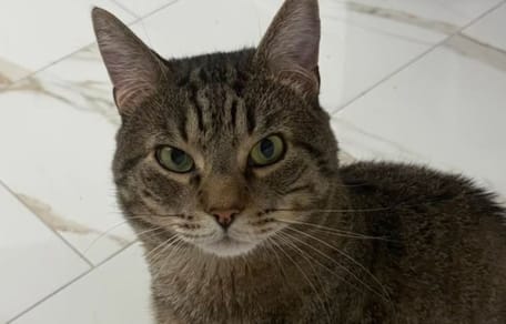 Chat