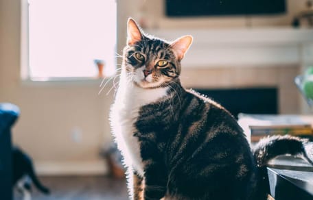 Gatto in casa
