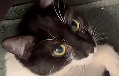 chat abandonné