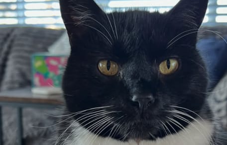 Gatto abbandonato