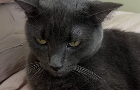 Gatto abbandonato