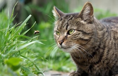 chat qui regarde une abeille