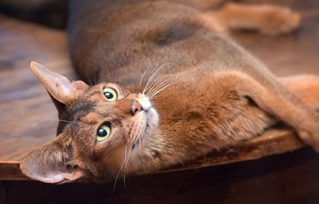 Abyssinian cat