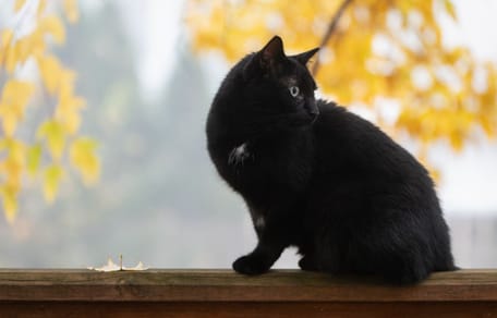 Kat in de buitenlucht