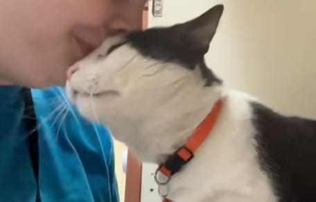 Kat in het asiel