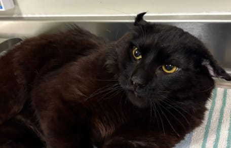 Chat aux oreilles couchées